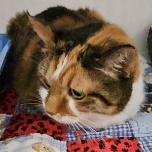 Picture of Tillie