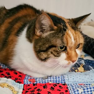 Picture of Tillie