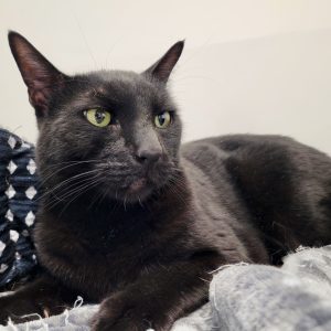 Picture of Wednesday