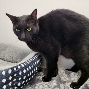 Picture of Wednesday