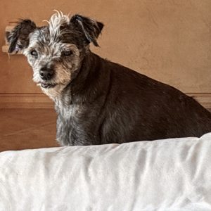 Picture of Zippy