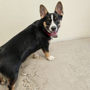 Picture of Zoey