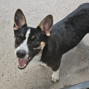 Picture of Zoey