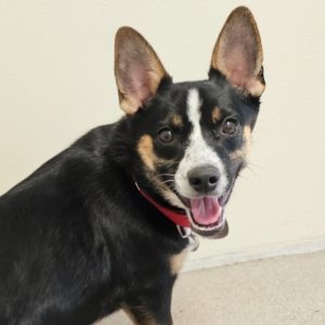 Picture of Zoey