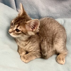 Picture of Alpha