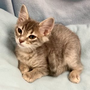 Picture of Alpha