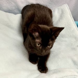 Picture of Beta