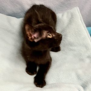 Picture of Beta