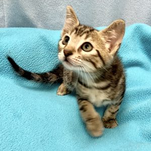 Picture of Bing Pawsby
