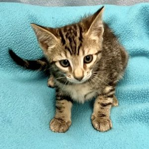Picture of Bing Pawsby