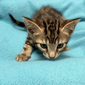Picture of Bing Pawsby