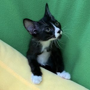 Picture of Bobber