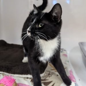 Picture of Bowtie