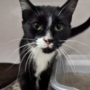 Picture of Bowtie