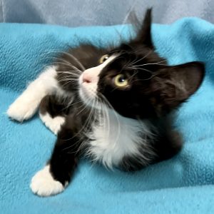 Picture of Buffy