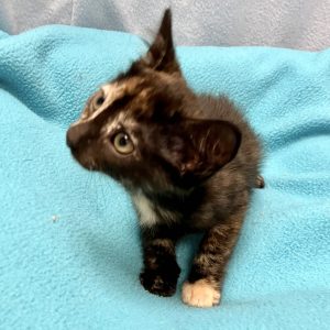 Picture of Cat Benetar