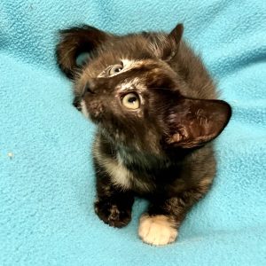 Picture of Cat Benetar