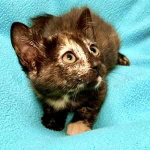 Picture of Cat Benetar