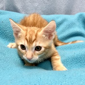 Picture of Catrick Swayze