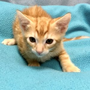 Picture of Catrick Swayze