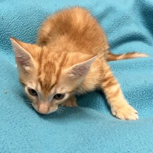 Picture of Catrick Swayze