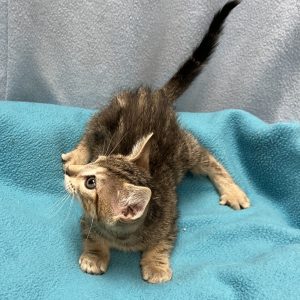 Picture of Cats Domino