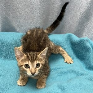 Picture of Cats Domino