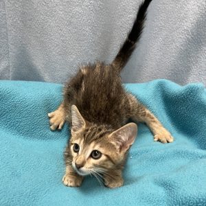 Picture of Cats Domino