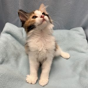 Picture of Cheez-It
