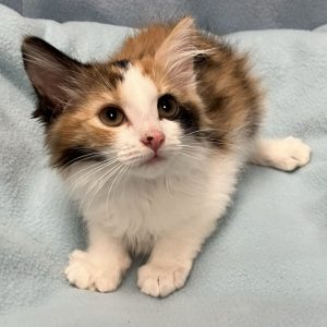 Picture of Cheez-It