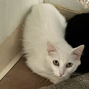 Picture of Coconut