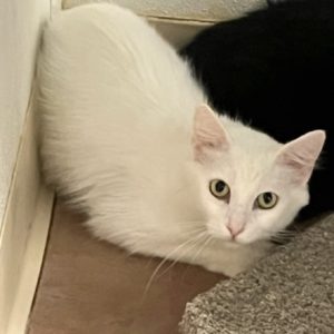 Picture of Coconut