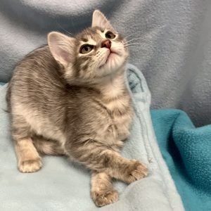 Picture of Delta