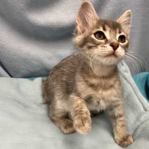 Picture of Delta