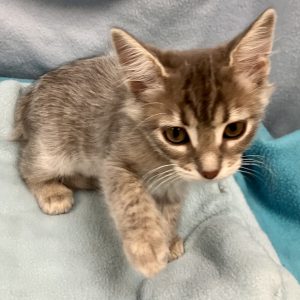 Picture of Delta