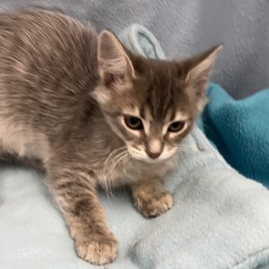 Picture of Delta