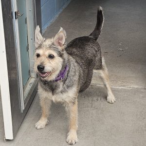 Picture of Dusty