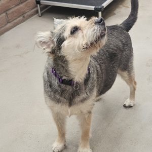 Picture of Dusty