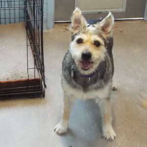 Picture of Dusty