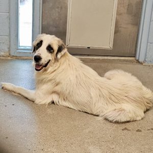 Picture of Elsa
