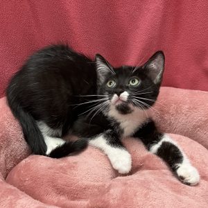 Picture of Fuzzy