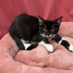 Picture of Fuzzy