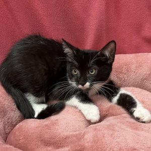 Picture of Fuzzy