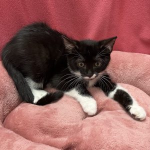 Picture of Fuzzy