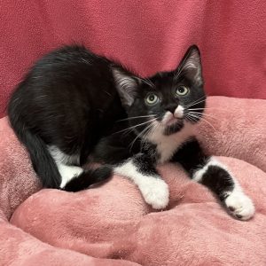 Picture of Fuzzy