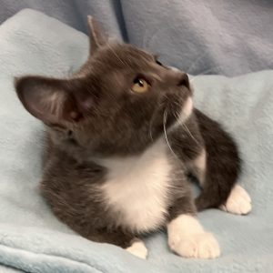 Picture of Gamma