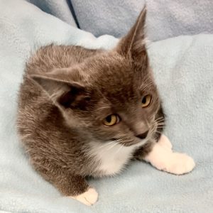 Picture of Gamma