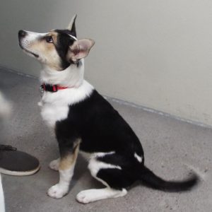 Picture of Jack