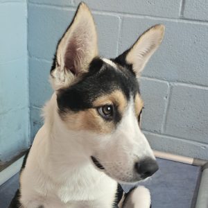 Picture of Jack