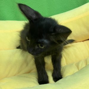 Picture of Lure